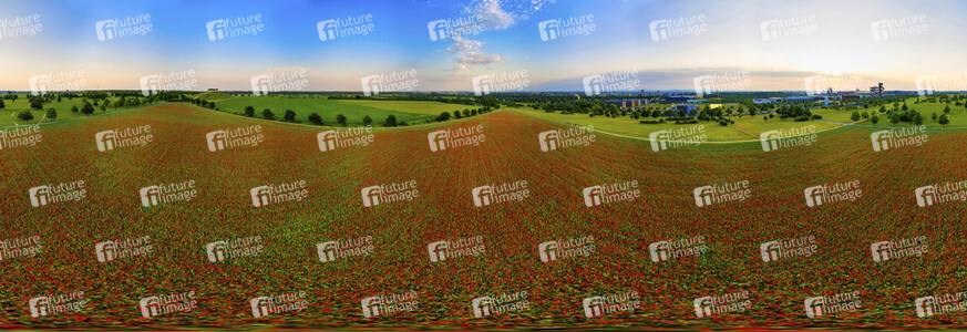 Mohnfelder am Kronsberg in Hannover