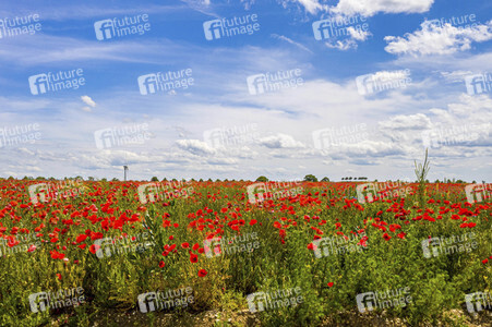 Mohnfelder am Kronsberg in Hannover