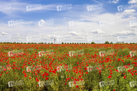 Mohnfelder am Kronsberg in Hannover