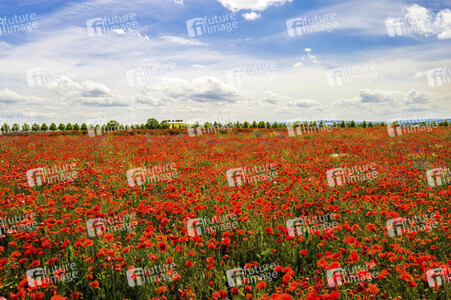 Mohnfelder am Kronsberg in Hannover