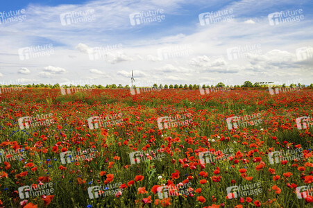 Mohnfelder am Kronsberg in Hannover