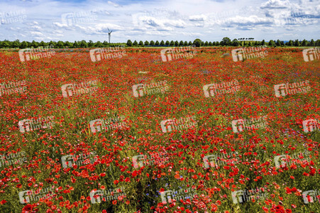 Mohnfelder am Kronsberg in Hannover