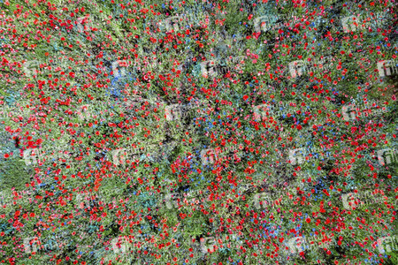 Mohnfelder am Kronsberg in Hannover