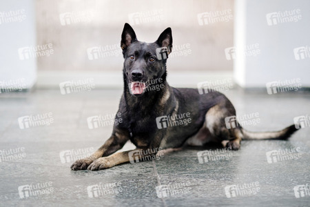 Eintrag von Bundeskanzlerin Angela Merkel in das Goldene Buch der Stadt Köln