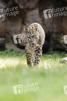 Leoparden im Kölner Zoo