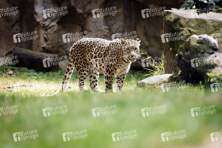 Leoparden im Kölner Zoo