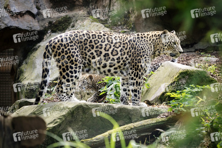 Leoparden im Kölner Zoo