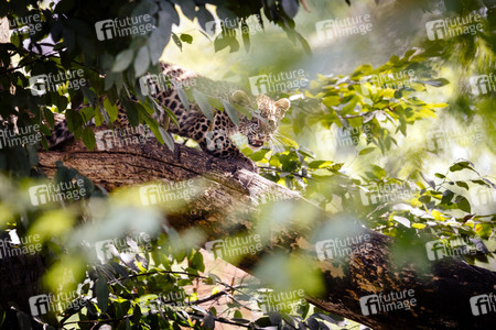 Leoparden im Kölner Zoo