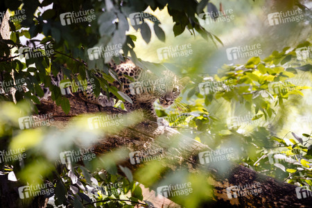 Leoparden im Kölner Zoo
