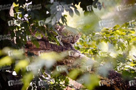 Leoparden im Kölner Zoo