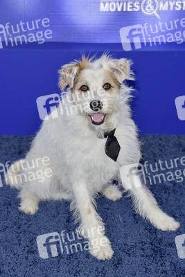 Hallmark Channel Summer TCA 2019 Event in Beverly Hills