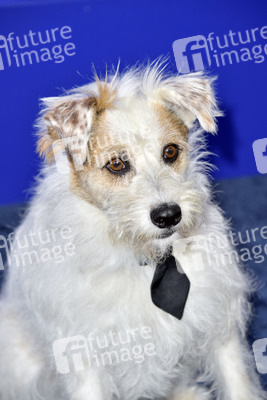 Hallmark Channel Summer TCA 2019 Event in Beverly Hills