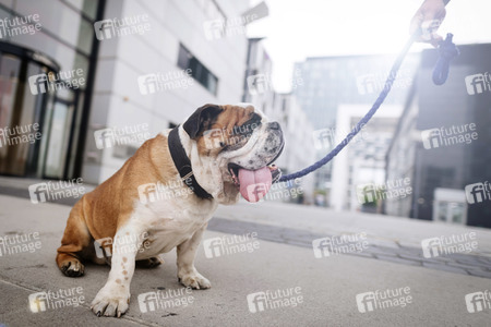 Symbolfoto Hundstage