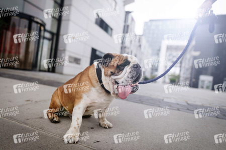 Symbolfoto Hundstage