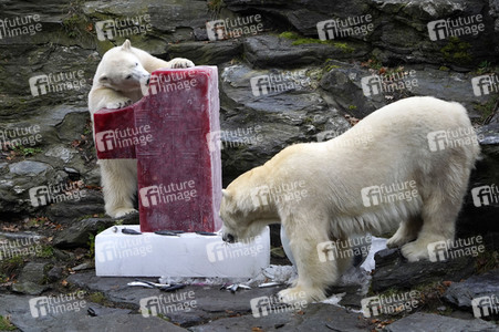 Erster Geburtstag von Eisbär Hertha im Tierpark Berlin