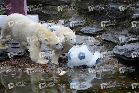 Erster Geburtstag von Eisbär Hertha im Tierpark Berlin