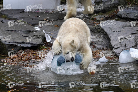 Erster Geburtstag von Eisbär Hertha im Tierpark Berlin