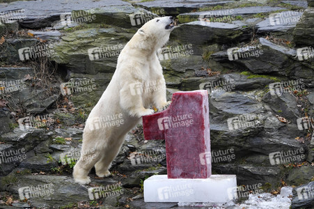 Erster Geburtstag von Eisbär Hertha im Tierpark Berlin