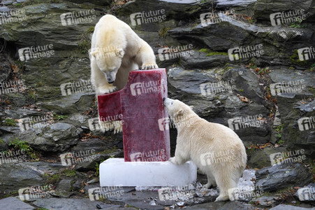 Erster Geburtstag von Eisbär Hertha im Tierpark Berlin