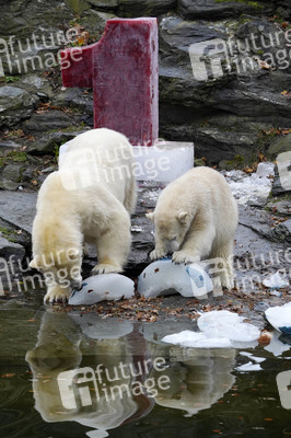 Erster Geburtstag von Eisbär Hertha im Tierpark Berlin