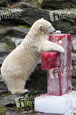 Erster Geburtstag von Eisbär Hertha im Tierpark Berlin