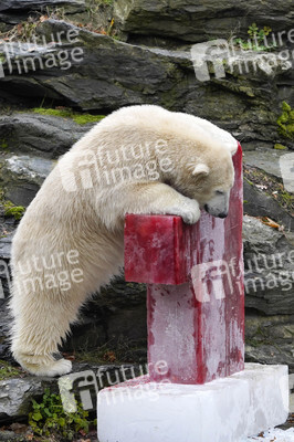 Erster Geburtstag von Eisbär Hertha im Tierpark Berlin