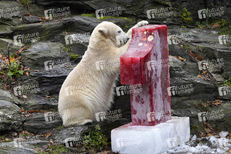 Erster Geburtstag von Eisbär Hertha im Tierpark Berlin