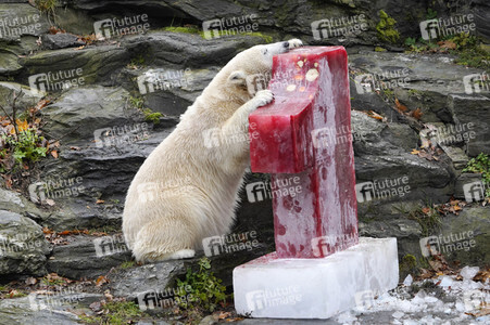 Erster Geburtstag von Eisbär Hertha im Tierpark Berlin