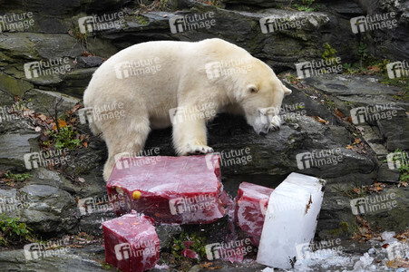 Erster Geburtstag von Eisbär Hertha im Tierpark Berlin
