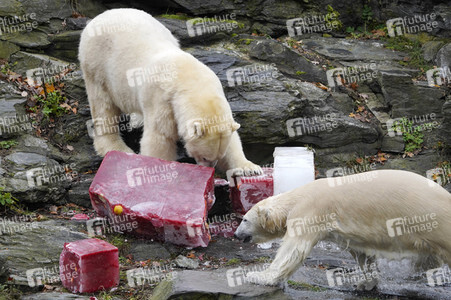 Erster Geburtstag von Eisbär Hertha im Tierpark Berlin
