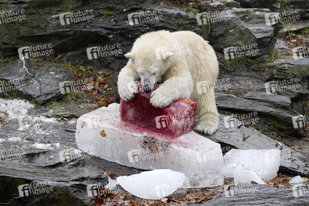 Erster Geburtstag von Eisbär Hertha im Tierpark Berlin