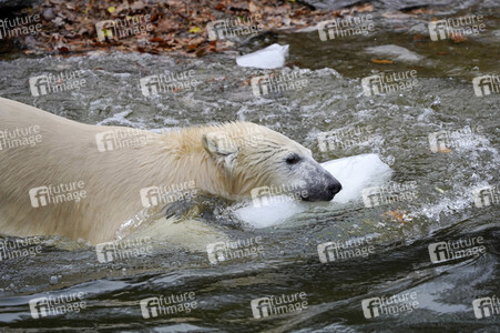Erster Geburtstag von Eisbär Hertha im Tierpark Berlin