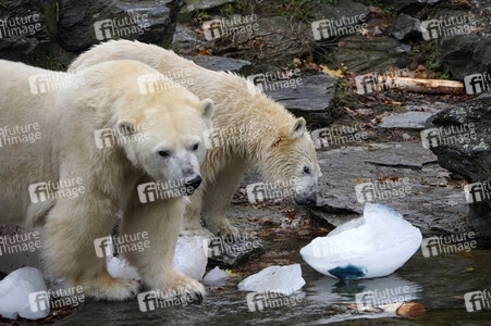 Erster Geburtstag von Eisbär Hertha im Tierpark Berlin