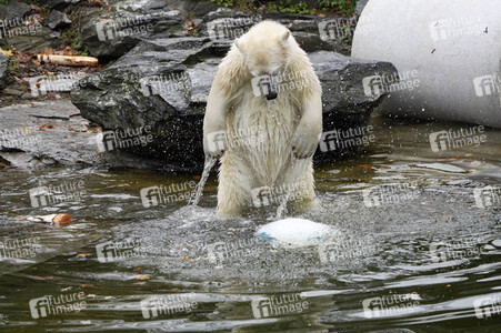 Erster Geburtstag von Eisbär Hertha im Tierpark Berlin