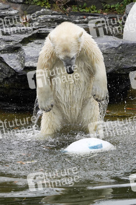 Erster Geburtstag von Eisbär Hertha im Tierpark Berlin