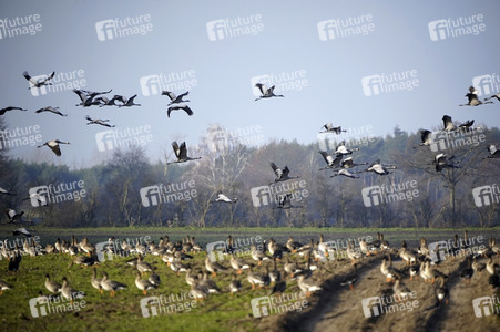 Kraniche und Wildgänse in Werben