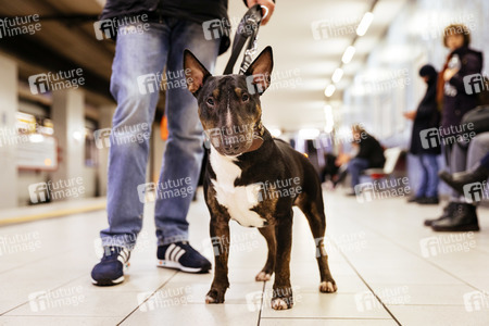 Symbolfoto Leinenpflicht