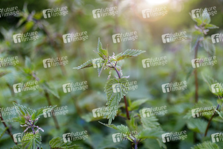 Symbolfoto Brennnesseln