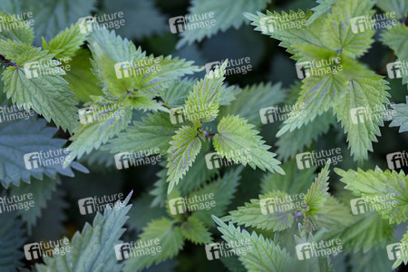 Symbolfoto Brennnesseln