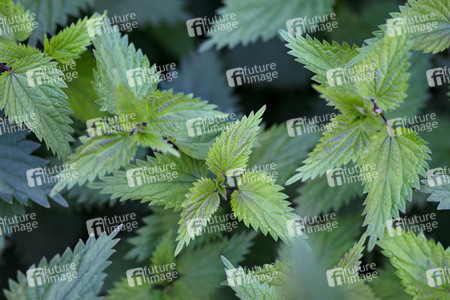 Symbolfoto Brennnesseln