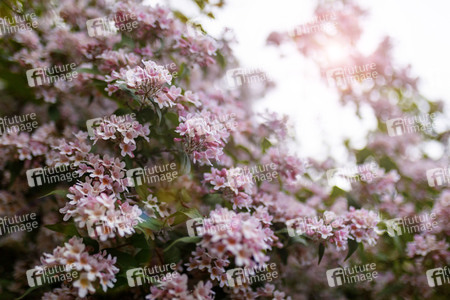 Symbolfoto Kolkwitzie