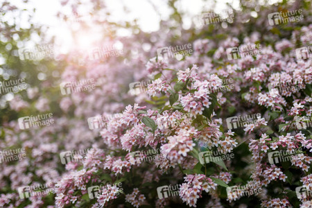 Symbolfoto Kolkwitzie
