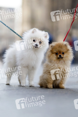 Symbolfoto Hundeerziehung