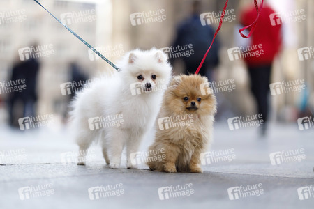 Symbolfoto Hundeerziehung