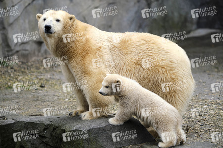 Eisbär-Baby im Zoo Hannover