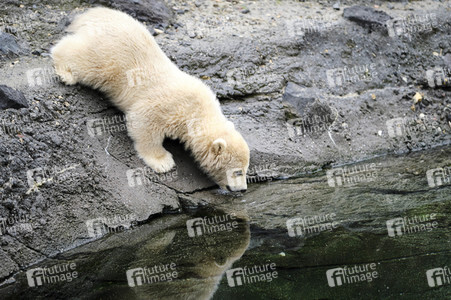 Eisbär-Baby im Zoo Hannover