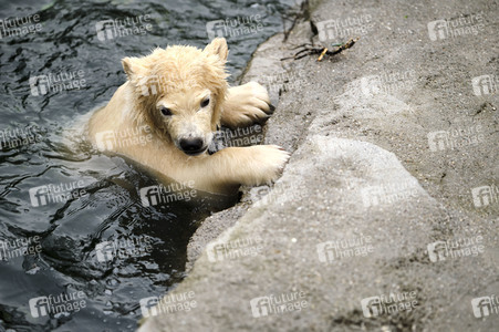 Eisbär-Baby im Zoo Hannover
