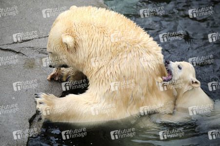 Eisbär-Baby im Zoo Hannover