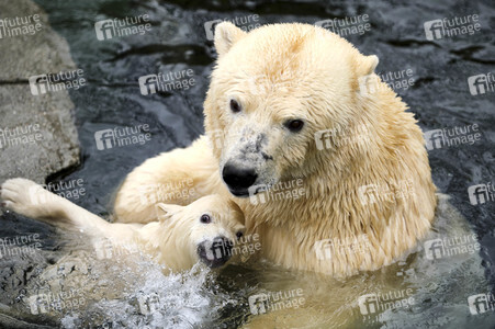 Eisbär-Baby im Zoo Hannover