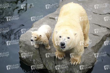 Eisbär-Baby im Zoo Hannover